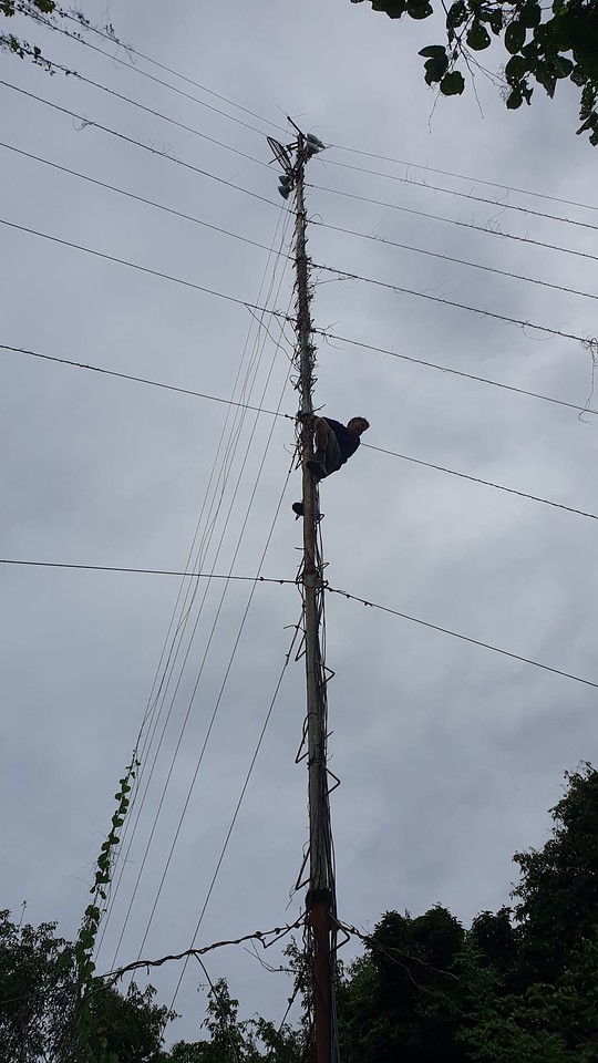 Photo: Creepers had grown almost to the top of the radio tower